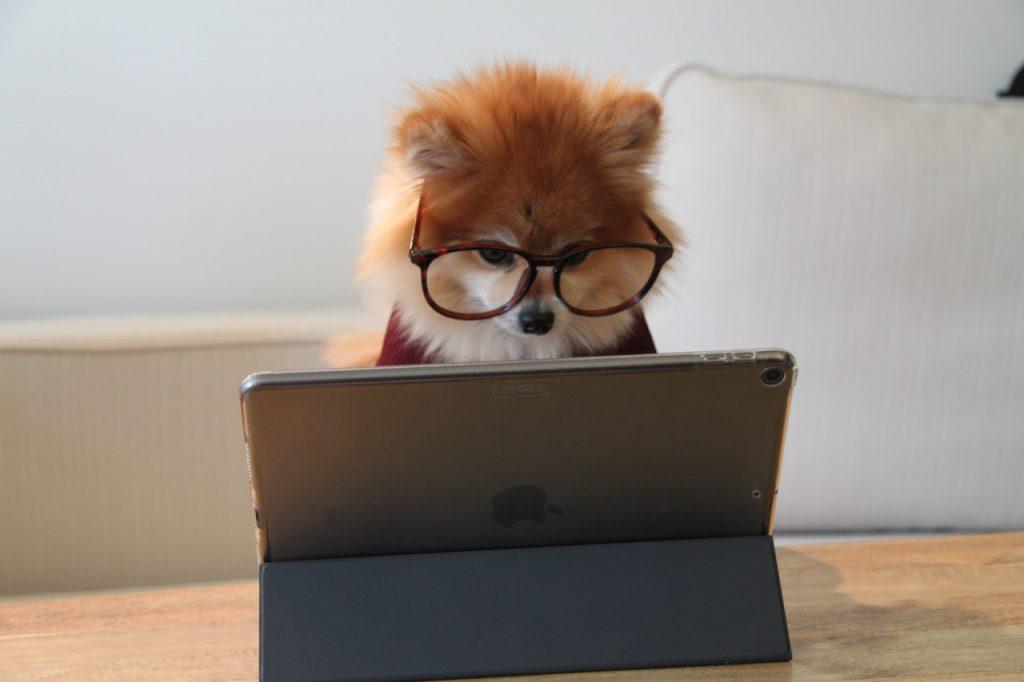 Picture of a dog wearing glasses looking a tablet